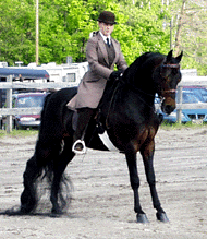 stallion